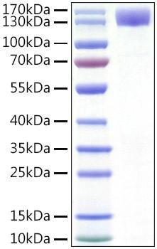 Recombinant Human CSF1R/M-CSF R/CD115 Protein (RPCB1220)