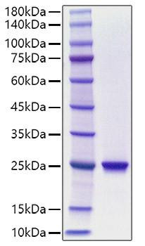 Recombinant Human Chorionic somatomammotropin hormone 1/Choriomammotropin/CSH1 Protein (RPCB1243)