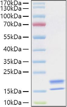 Recombinant Human TNFSF18/GITR Ligand Protein (RPCB1270)