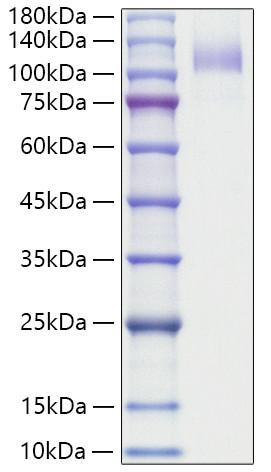 Recombinant Human SR-B3/CD36 Protein (RPCB1292)