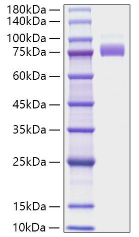Recombinant Human Siglec-10 Protein (RPCB1360)