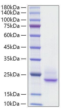 Recombinant Rat IFNA1 Protein (RPCB1373)