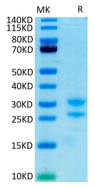 Recombinant Cynomolgus IL-17A/CTLA-8 Protein (RPCB1436)