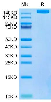 Biotinylated Recombinant SARS-COV-2 Spike S1+S2 ECD (S-ECD) Trimer Protein (RPCB1489)