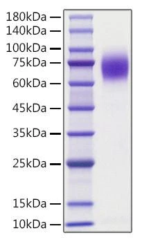 Recombinant human Trk-A/NTRK1 Protein (RPCB1522)
