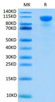 Recombinant Human FGFR-2 alpha (IIIb)/KGFR/CD332 Protein (RPCB1599)