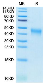 Recombinant Cynomolgus B7-1/CD80 Protein (RPCB1662)
