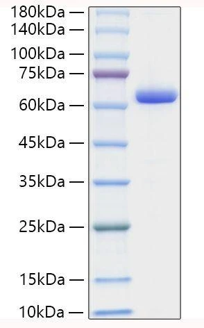Recombinant Human Collagen I alpha 1/COL1A1 Protein (RPCB1674)