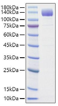 Recombinant Rat VEGFR-2/KDR/CD309 Protein (RPCB1680)