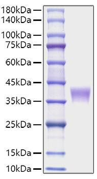 Recombinant Mouse LILRB4/ILT-3/CD85k Protein (RPCB1715)