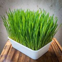 Splendor in the wheatgrass