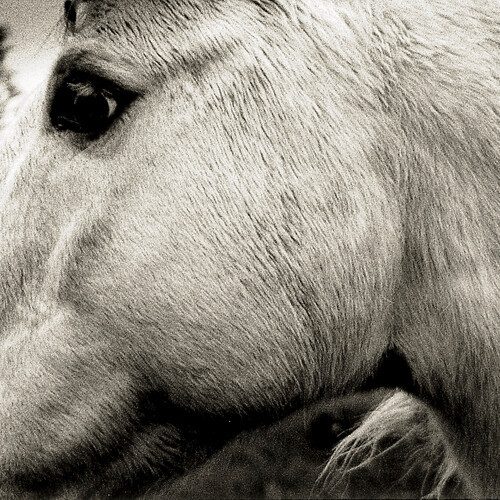 Bonny Light Horseman Bonny Light Horseman LP 1
