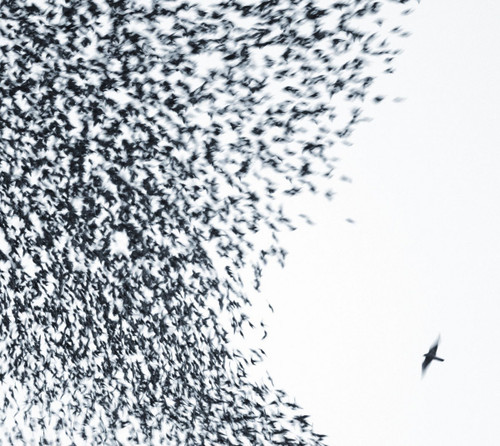 Wilco Sky Blue Sky 2LP (Sky Blue Vinyl) 1