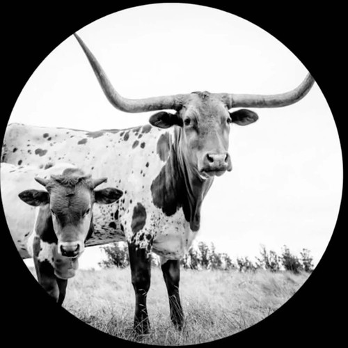 Mike Flanigin West Texas Blues LP (Picture Disc) 1