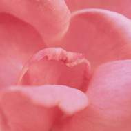 The Benefits of Rose Hips in Skincare