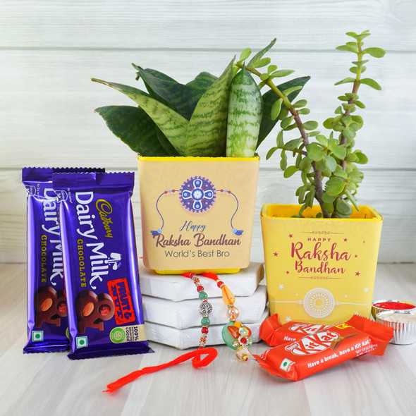 Bhaiya Bhabhi Rakhi with Jade Plant Snake Plant N Chocolates - For INDIA