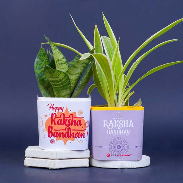 Designer Rakhi with Snake N Spider Plant - For INDIA