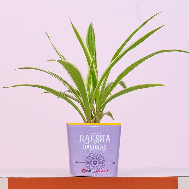 Bhaiya Bhabhi Rakhi with Spider Plant N Almonds - For INDIA