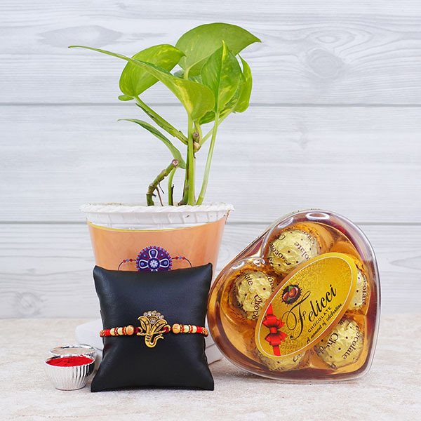 Rakhi Plant Hamper