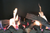 Real Flame Magiglo Gas Fireplace 320