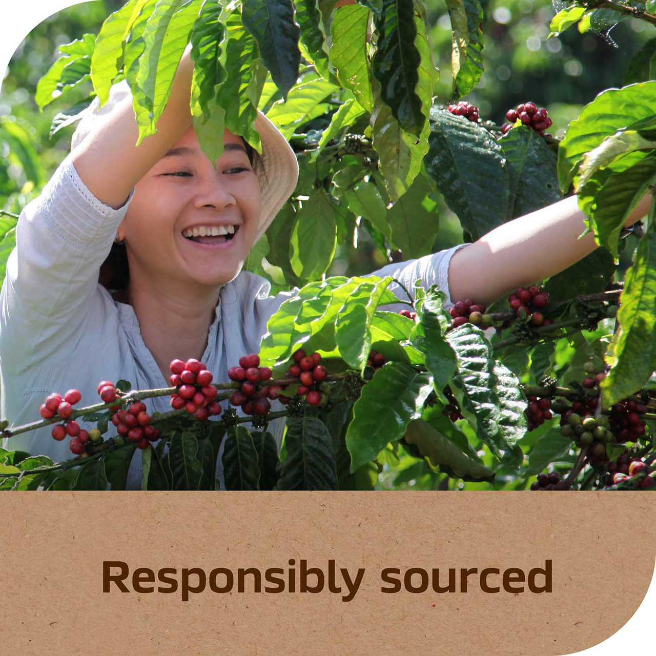 NESCAFE Taster's Choice House Blend Instant Coffee (14 oz.) - *In Store