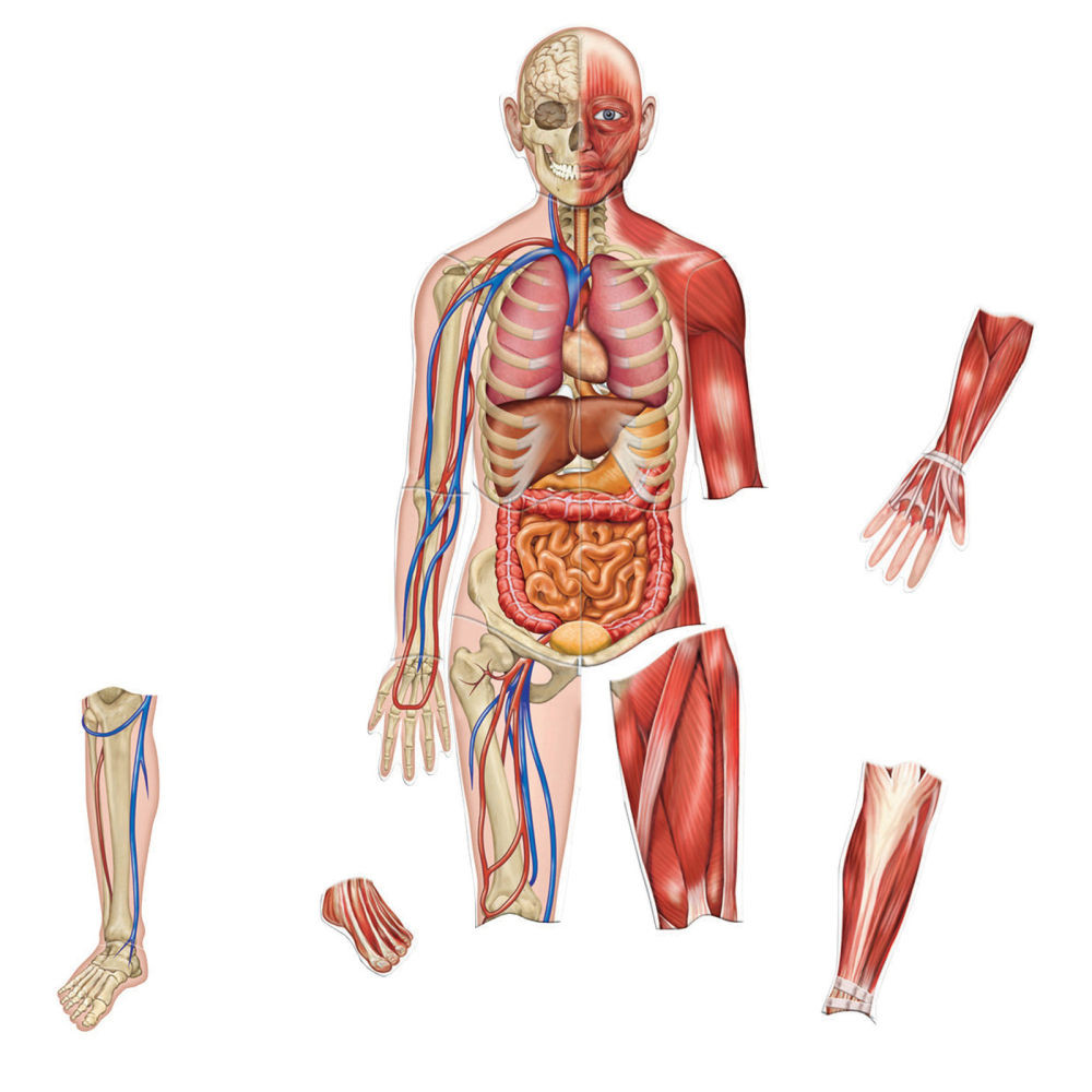 LEARNING RESOURCES, INC. LER6044 Learning Resources Double-Sided Magnetic Human Body, 3ft, Multicolor, Kindergarten To Grade 4