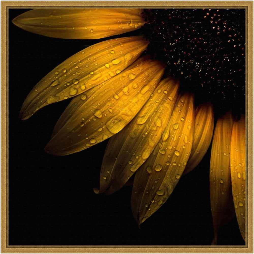 UNIEK INC. Amanti Art A42705376858  Sunflower Detail by Brian Carson Framed Canvas Wall Art Print, 16inH x 16inW, Gold