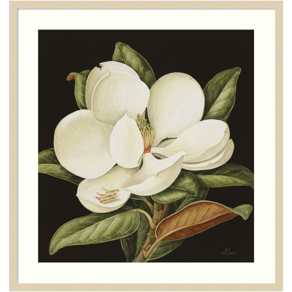 UNIEK INC. A42705530231 Amanti Art Magnolia Grandiflora 2003 by Jenny Barron Wood Framed Wall Art Print, 31inW x 33inH, Natural