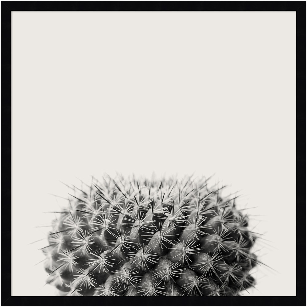 UNIEK INC. A42705345779 Amanti Art Haze Cactus Succulent by The Creative Bunch Wood Framed Wall Art Print, 25inH x 25inW, Black