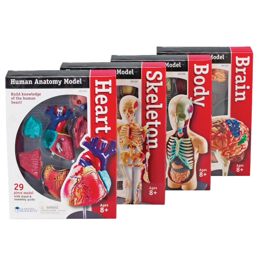 LEARNING RESOURCES, INC. Learning Resources LER3338  Model Anatomy Bundle, Grades 3 - 12