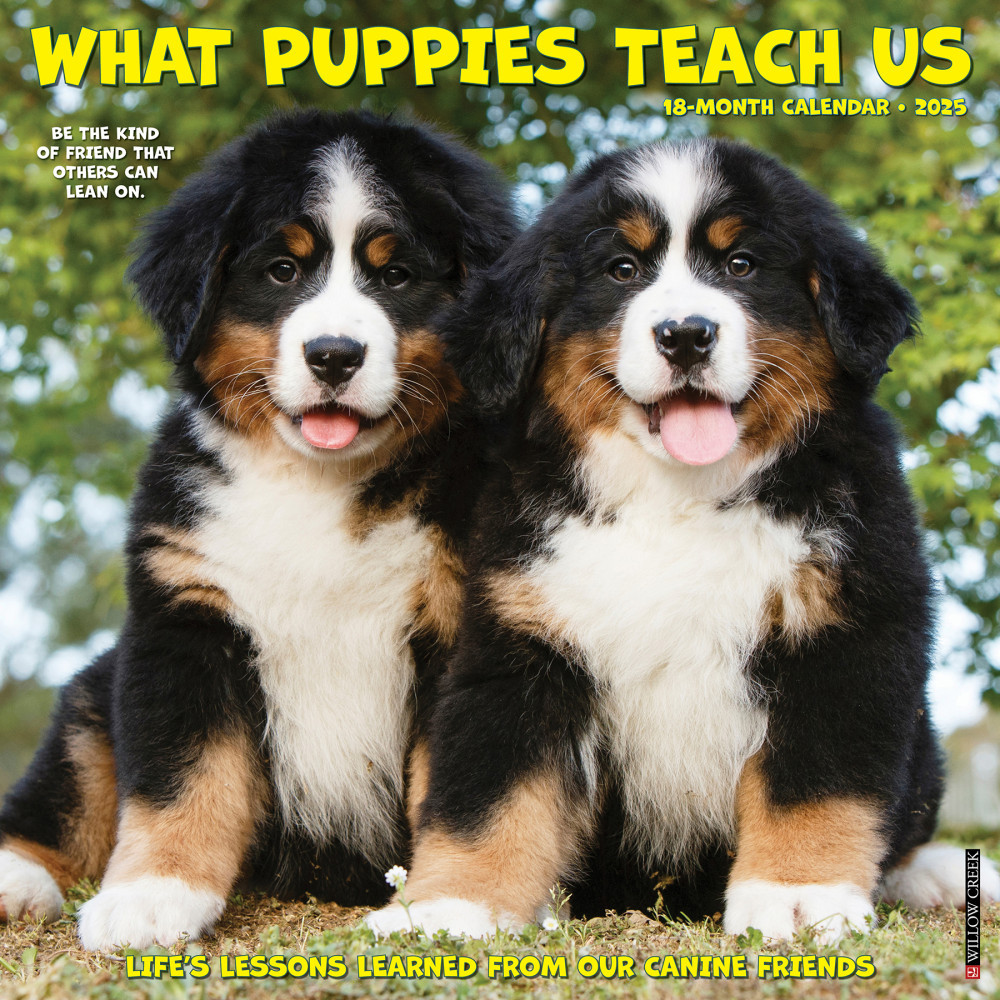 WILLOW CREEK PRESS 45411 2025 Willow Creek Press Wall Calendar, 12in x 12in, What Puppies Teach Us, January 2025 To December 2025, 45411