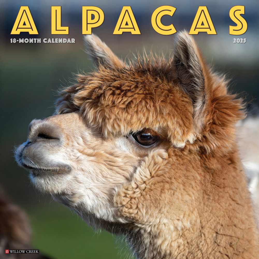 WILLOW CREEK PRESS 41291 2025 Willow Creek Press Animals Wall Calendar, 12in x 12in, Alpacas, January To December, 41291