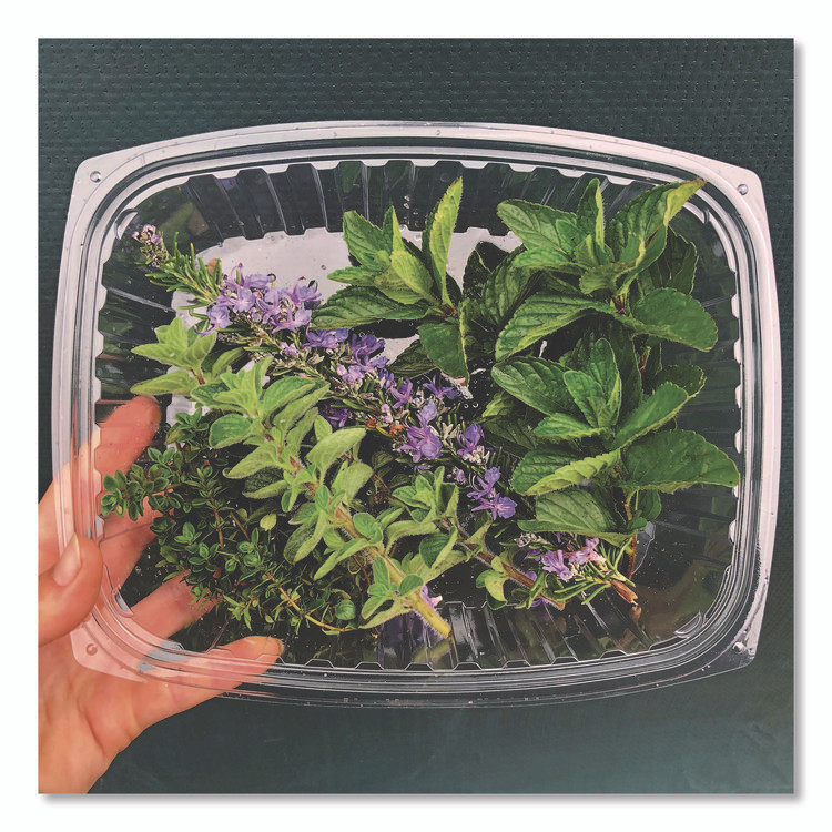 ECO-PRODUCTS,INC. EP-RC24 Renewable and Compostable Rectangular Deli Containers with Lid, 24 oz, 4 x 5.5 x 2, Clear, Plastic, 50/Pack, 4 Packs/Carton