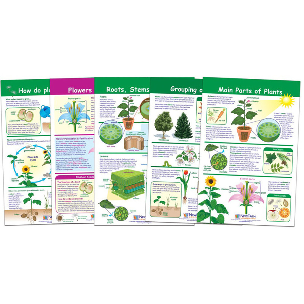 NEWPATH LEARNING NewPath Learning All About Plants Bulletin Board Charts, Set of 5 NEWPATH LEARNING NewPath Learning All About Plants Bulletin Board Charts, Set of 5