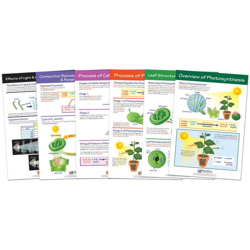 NEWPATH LEARNING NewPath Learning Photosynthesis Bulletin Board Chart Set, Grades 3-5