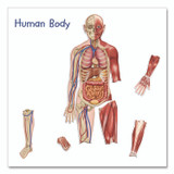 LEARNING RESOURCES LER6044 Double-Sided Magnetic Human Body, Grades K to 5, English/Spanish, Assorted Colors, 17 Pieces