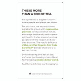 STARBUCKS COFFEE COMPANY Tazo® 00356 Tea Bags, Organic Green Ginger, 16/Box, 6 Boxes/Carton