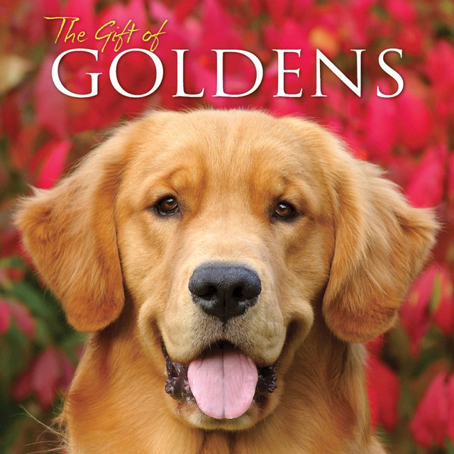 WILLOW CREEK PRESS 54868  5-1/2in x 5-1/2in Hardcover Gift Book, The Gift Of Goldens WILLOW CREEK PRESS 54868  5-1/2in x 5-1/2in Hardcover Gift Book, The Gift Of Goldens