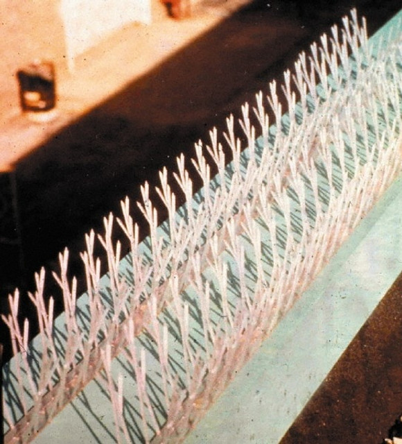 Bird-X SP-50 MSC Plastic Bird Spikes