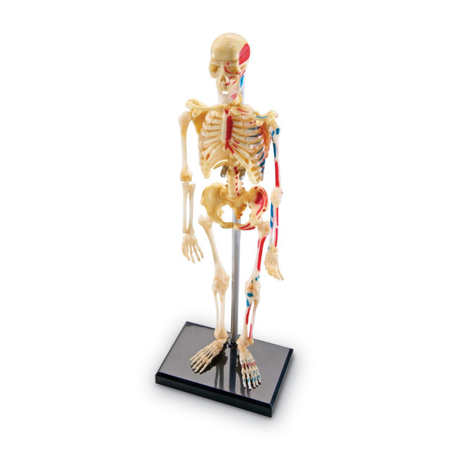 LEARNING RESOURCES, INC. Learning Resources LER3337  Human Skeleton Model, Grade 3 - Grade 9