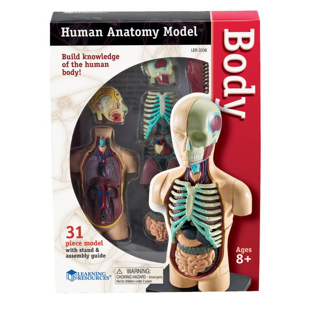 LEARNING RESOURCES, INC. LER3336 Learning Resources Model Human Body Anatomy Set, 4 1/2in, Grades 3 - 12