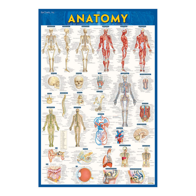 BARCHARTS INC 220770 QuickStudy Human Anatomical Poster, English, 28in x 22in BARCHARTS INC 220770 QuickStudy Human Anatomical Poster, English, 28in x 22in
