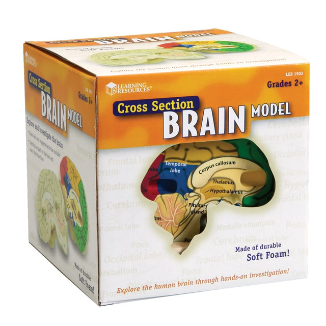 LEARNING RESOURCES, INC. LER1903 Learning Resources Human Brain Cross Section Model, 5in