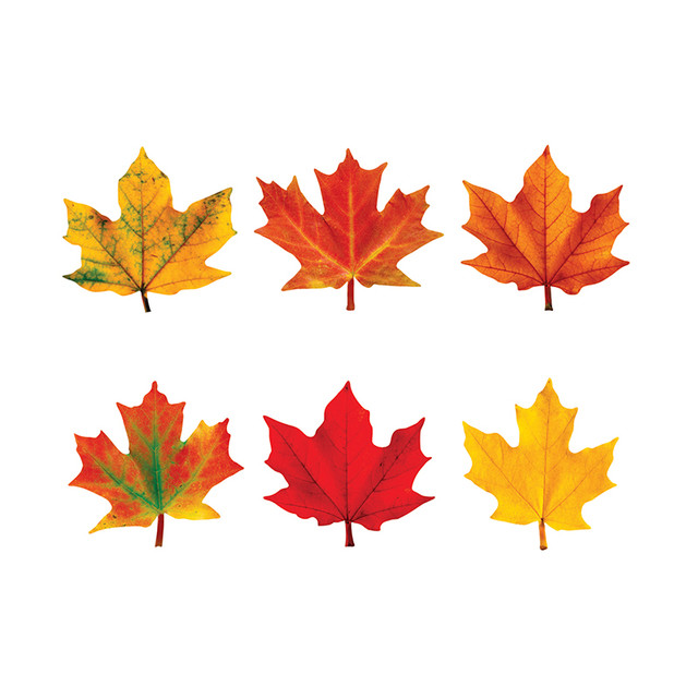 TREND ENTERPRISES INC. TREND Maple Leaves Mini Accents Variety Pack, 36 ct