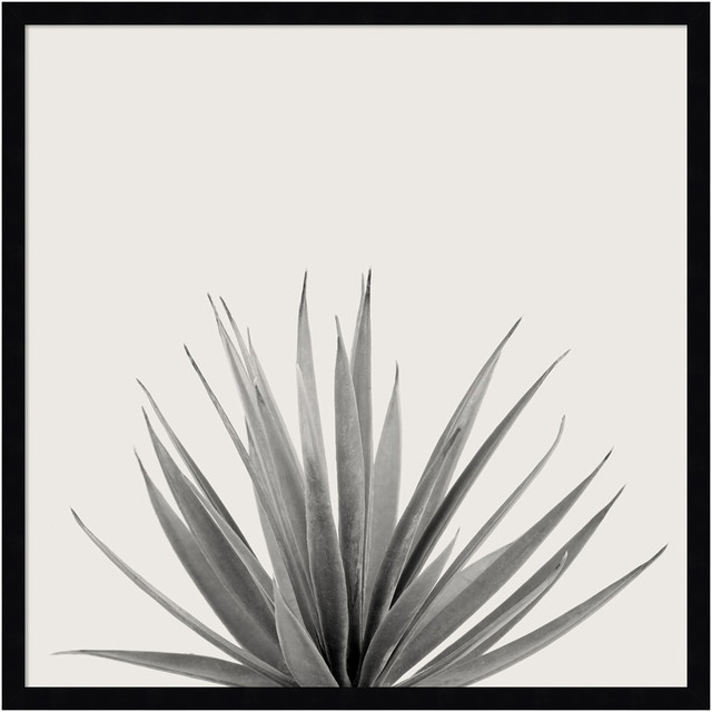 UNIEK INC. Amanti Art A42705345773  Haze Agave Succulent by The Creative Bunch Wood Framed Wall Art Print, 25inH x 25inW, Black