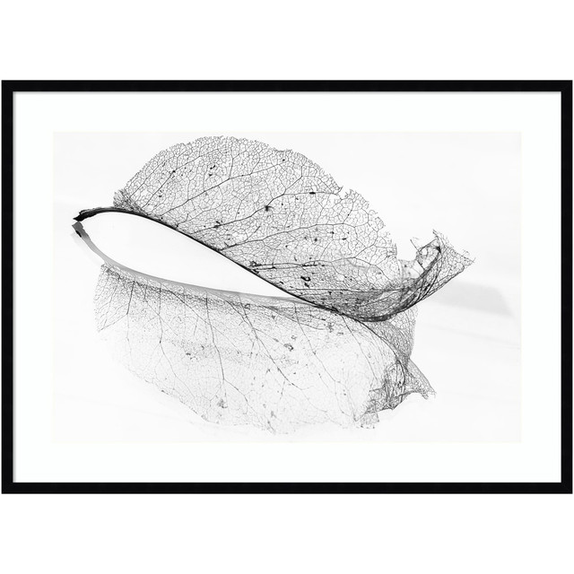 UNIEK INC. Amanti Art A42705534155  The Old Leaf by Katarina Holmstrom Wood Framed Wall Art Print, 41inW x 30inH, Black