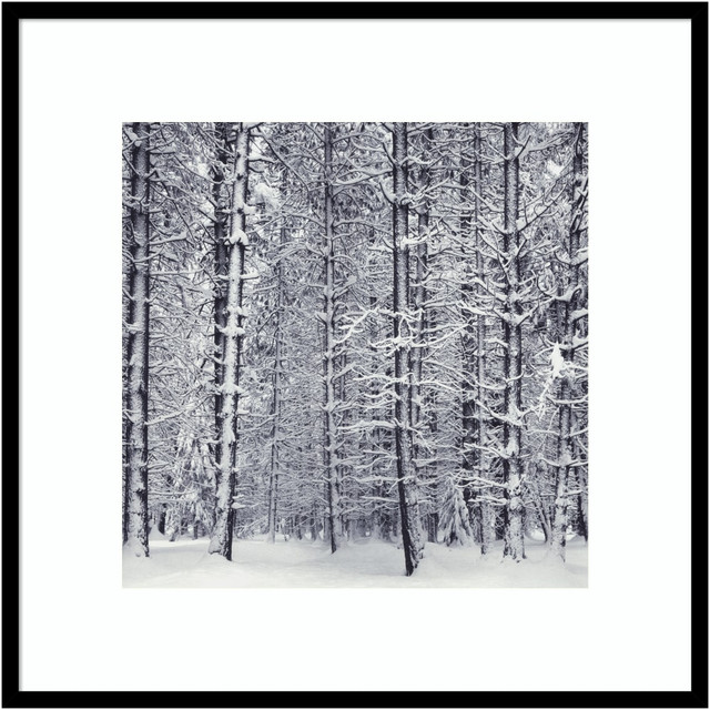 UNIEK INC. Amanti Art A42705524656  Pine Forest In The Snow Yosemite National Park by Ansel Adams Wood Framed Wall Art Print, 31inW x 31inH, Black
