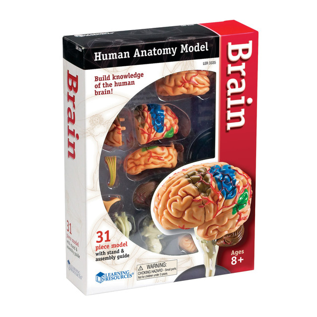 LEARNING RESOURCES, INC. Learning Resources LER3335  Model Brain Anatomy Set, Grades 3 - 12
