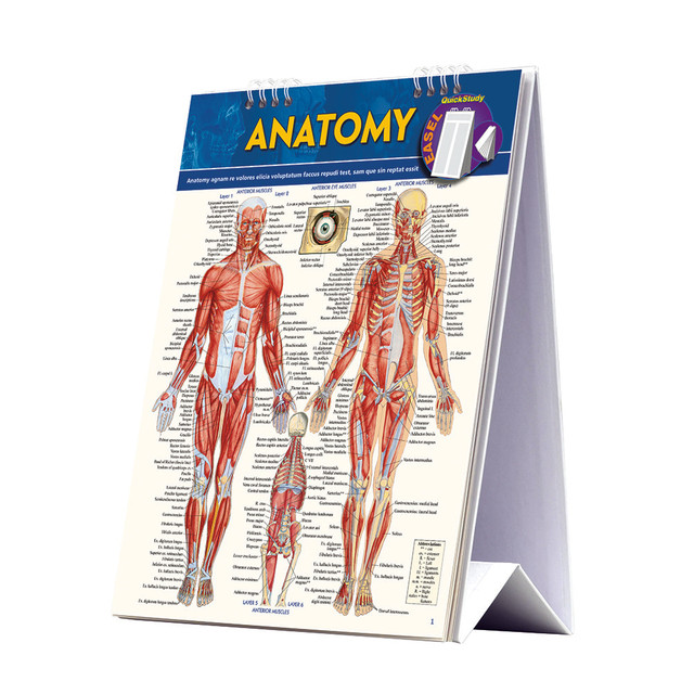 Brush up before exams using this QuickStudy Easel. The illustrated pages make it easy to reference and remember the facts during study sessions.  Self-standing design provides a hands-free alternative to a text book.  Spiral binding makes it easy to flip from page to page.  Helps you learn about human anatomy.  Designed with detailed illustrations and labeled parts.  Includes 21 pages.