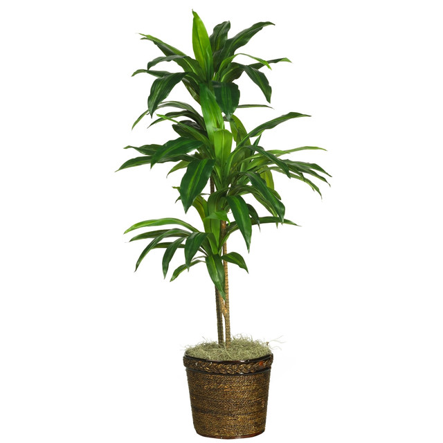 NEARLY NATURAL INC. 6585-0308 Nearly Natural Dracaena 48inH Silk Real Touch Plant With Basket, 48inH x 22inW x 22inD, Green NEARLY NATURAL INC. 6585-0308 Nearly Natural Dracaena 48inH Silk Real Touch Plant With Basket, 48inH x 22inW x 22inD, Green